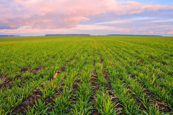 Campo de trigo verde y cielo en los colores de la puesta del sol —  Fotos de Stock