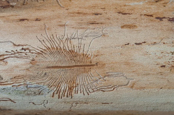 The imprint of the bark beetle under the bark of the tree — Stock Photo, Image