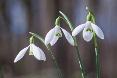 Beyaz kardamlası çiçeğine yakın çekim