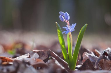 Erken bahar çiçeği Mavi kar damlası