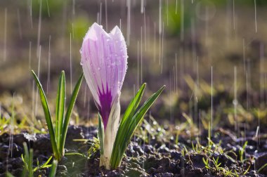 Yağmur damlalarının arka planında beyaz-mor renkte bir çiçek