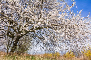 Prunus cerasifera. Gardında beyaz bahar çiçeği olan meyve ağacı.