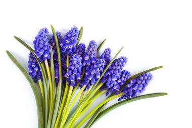 Güzel bahar mavisi Muscari çiçekleri beyaz bir sırtüstü