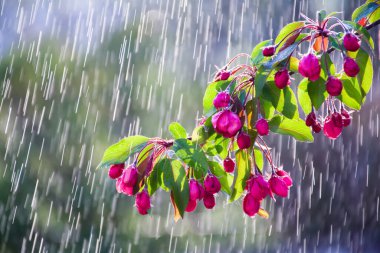 Su damlaları üzerinde çiçek açan bir elma ağacının dalları.