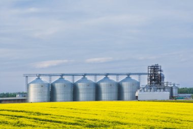 Öngrubunda çiçek açan kanola tarlası olan birkaç tahıl ambarı.