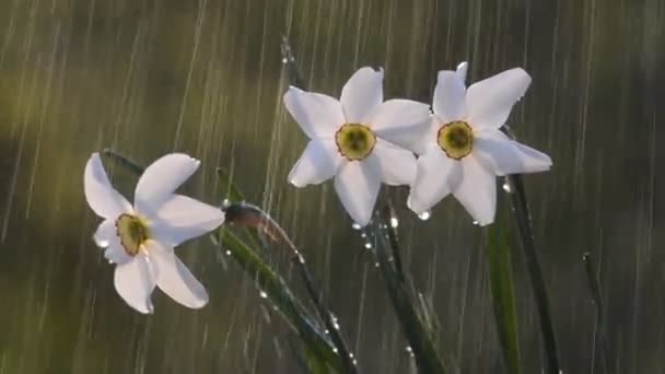 Schöne Blüten Weißer Narzissen Regen — Stockvideo