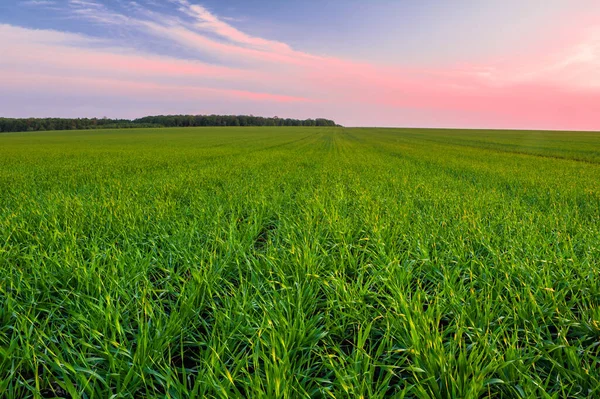 Champ Blé Vert Printemps Jeunes Pousses Blé Dans Tétras — Photo