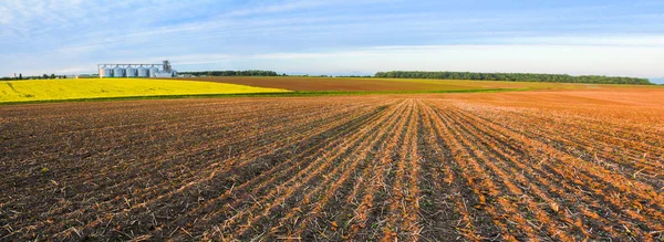 农田和粮仓在地平线上 全景图像 菜籽开花 可耕地中发芽的植物幼芽 — 图库照片