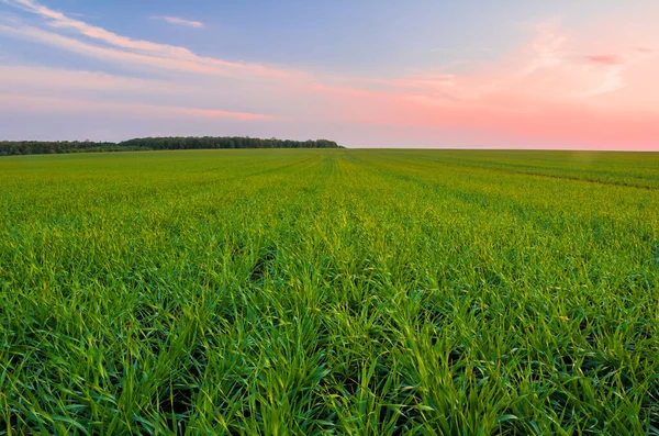 春天里的青麦田和前景中的小麦嫩芽 — 图库照片
