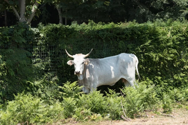 Vacas Blancas Pastando Abiertas Los Prados Verano Agujero Riego Piedra — Foto de Stock