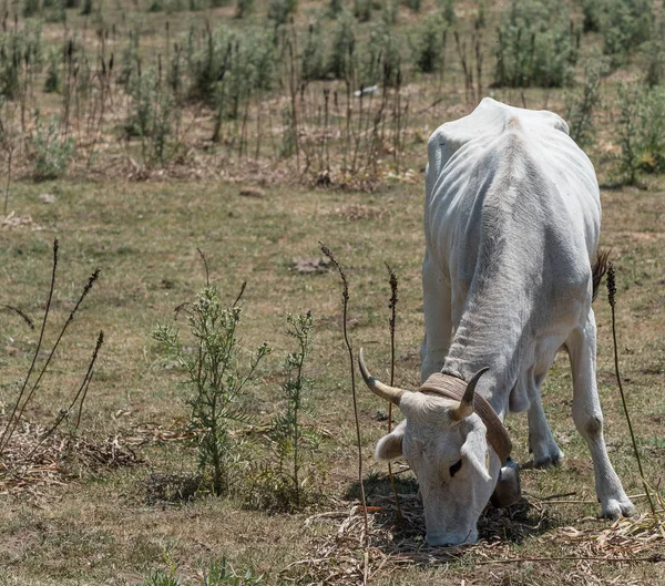 Vacas Blancas Pastando Abiertas Los Prados Verano Agujero Riego Piedra — Foto de Stock