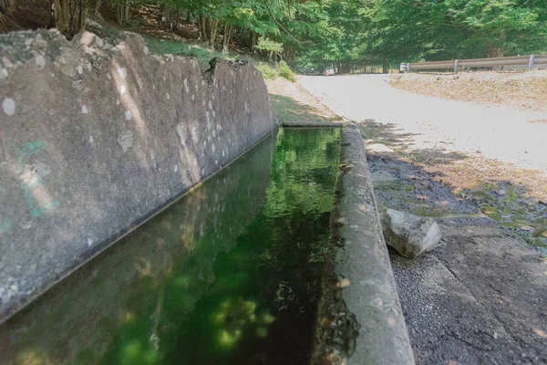 Weiße Kühe Grasen Auf Den Sommerwiesen Stein Mit Wasserloch Kristallklares — Stockfoto