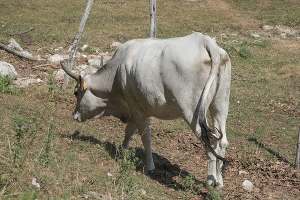 Vacas Brancas Pastando Abertas Nos Prados Verão Molhar Pedra Buraco — Fotografia de Stock