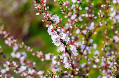 Erken baharda çiçeklenme genç meyve ağaçları