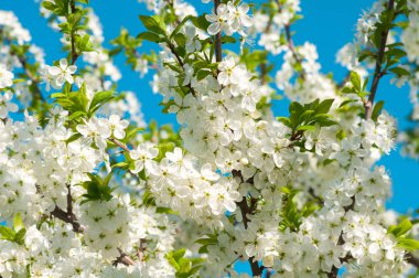 Erken baharda çiçeklenme genç meyve ağaçları