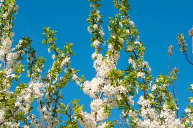 Erken baharda çiçeklenme genç meyve ağaçları