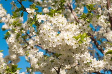 Erken baharda çiçeklenme genç meyve ağaçları