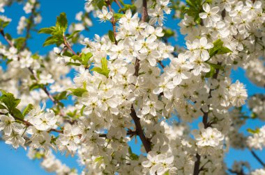 Erken baharda çiçeklenme genç meyve ağaçları
