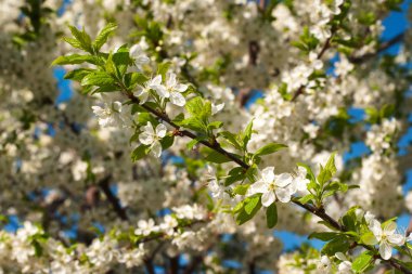 Erken baharda çiçeklenme genç meyve ağaçları