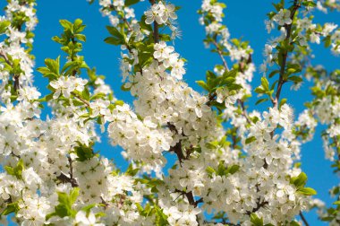 Erken baharda çiçeklenme genç meyve ağaçları