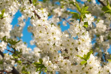 Erken baharda çiçeklenme genç meyve ağaçları