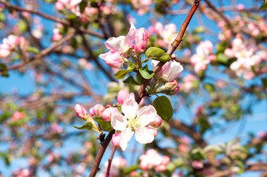 Erken baharda çiçeklenme genç meyve ağaçları