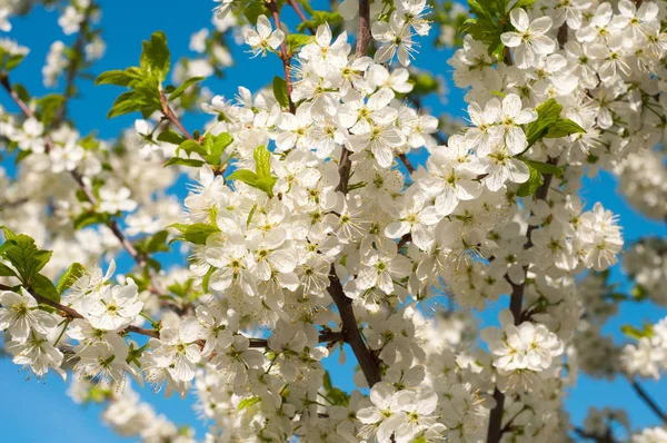 Erken baharda çiçeklenme genç meyve ağaçları
