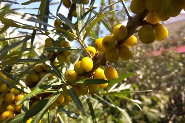 Ripe sea-buckthorn fruits on a branch in the garden