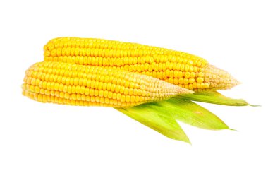Beyaz arka planda olgun mısır.