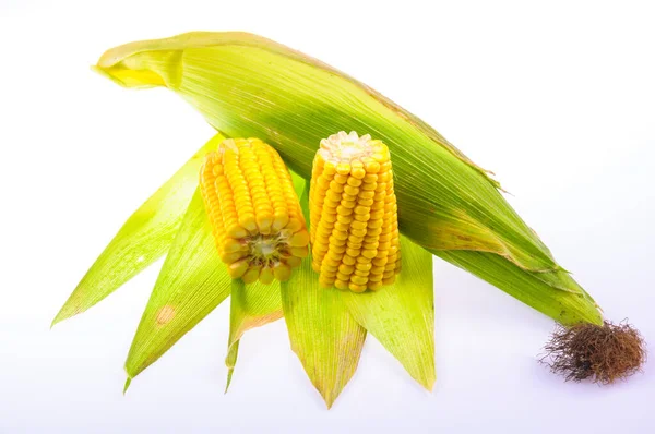 Спелые Кукурузы Белом Фоне — стоковое фото