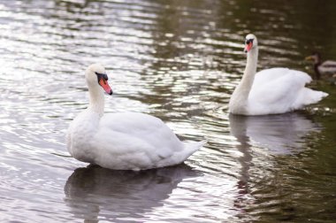 Beyaz yetişkin kuğu göl kıyısında yüzüyor.