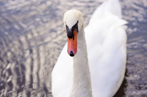 Cigno Bianco Adulto Galleggia Sul Lago Vicino Alla Riva — Foto Stock