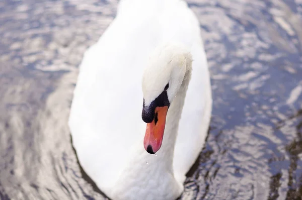 Cigno Bianco Adulto Galleggia Sul Lago Vicino Alla Riva — Foto Stock