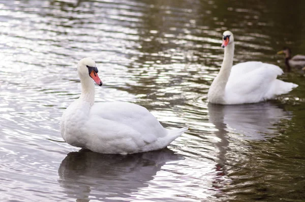 Cigno Bianco Adulto Galleggia Sul Lago Vicino Alla Riva — Foto Stock