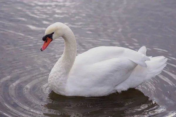 Cigno Bianco Adulto Galleggia Sul Lago Vicino Alla Riva — Foto Stock