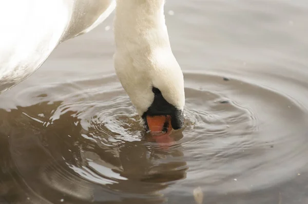 Cigno Bianco Adulto Galleggia Sul Lago Vicino Alla Riva — Foto Stock