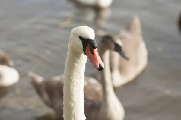 Cigno Bianco Adulto Galleggia Sul Lago Vicino Alla Riva — Foto Stock