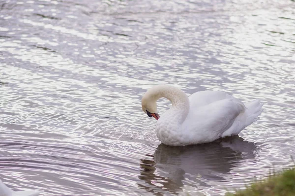 Bellissimo Cigno Lava Sul Lago — Foto Stock