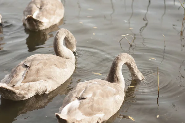 Ein Junger Schwan Schwimmt Ufer Des Sees Entlang — Stockfoto