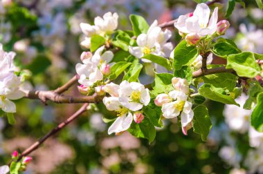Bahar çiçeği: çiçek açan bir elma ağacının arka plandaki dalı