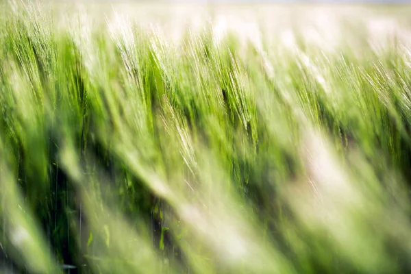 Champs verts d'orge — Photo