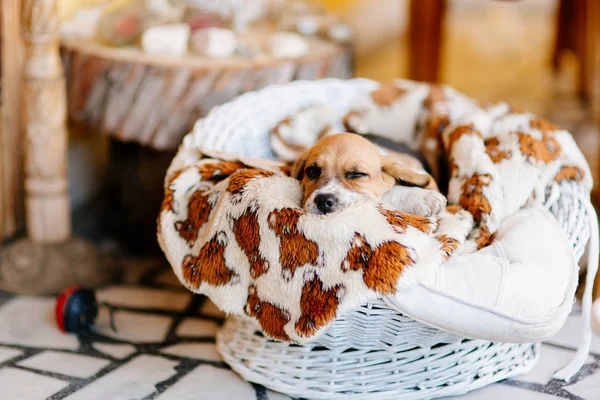 Prachtige beagle pup — Stockfoto
