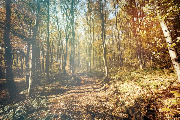 Путь в лес осенью — стоковое фото
