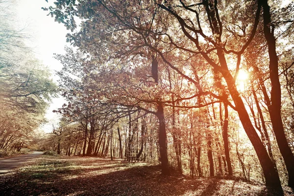 Beautiful forest landscape