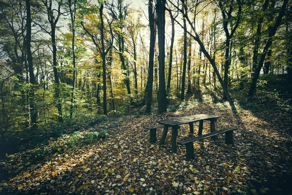 Benches in green forest — Stock Photo, Image