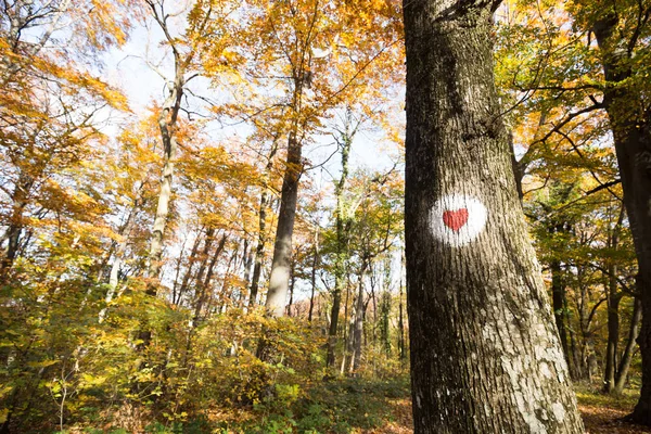 Protection of trees and environment — Stock Photo, Image