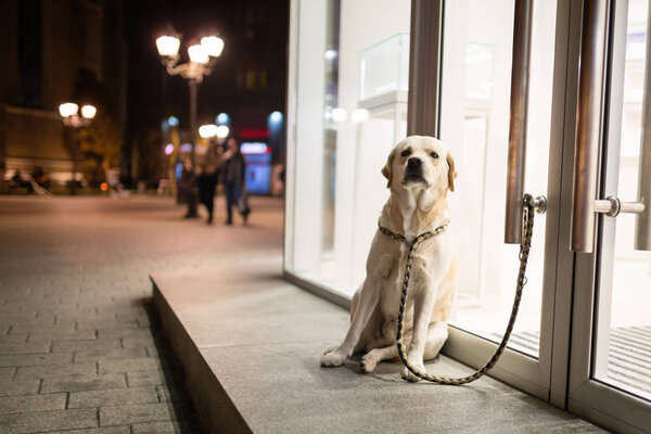 Собака ждет, когда хозяин выйдет.
