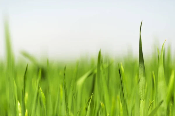 Zielona trawa w polach — Zdjęcie stockowe