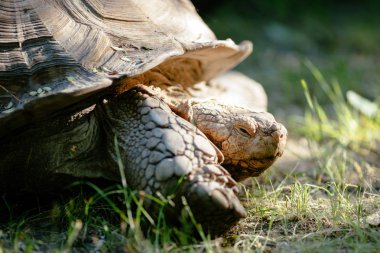 Açık havada sürünerek kaplumbağa