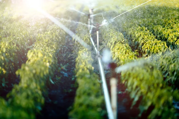 Système d'irrigation en fonction — Photo